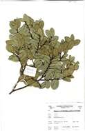 Image of Diospyros scabrida (Harv. ex Hiern) De Winter