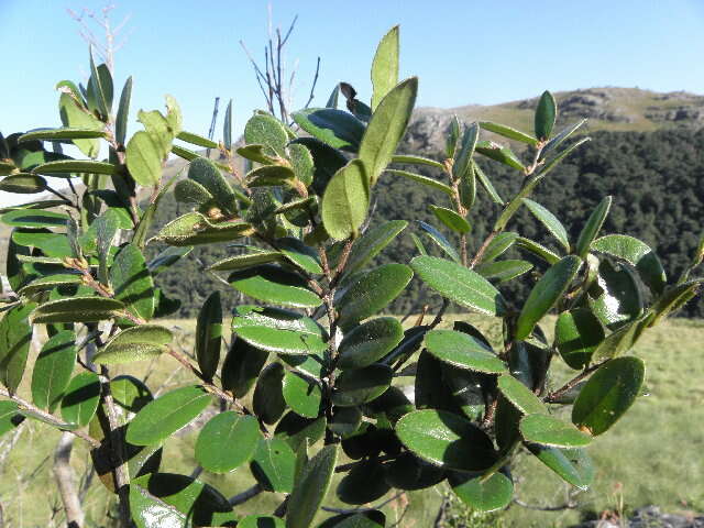 Image of Diospyros scabrida (Harv. ex Hiern) De Winter