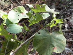 Sivun Dombeya tiliacea (Endl.) Planch. kuva