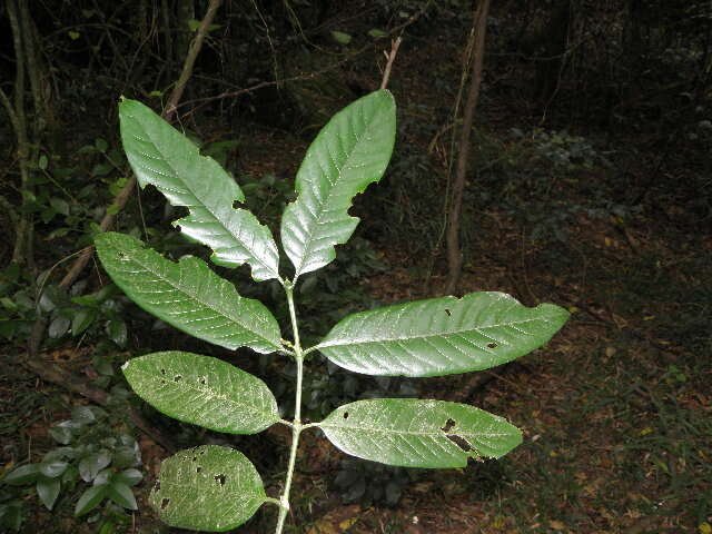 Image of Oxyanthus speciosus subsp. gerrardii (Sond.) Bridson