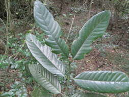 Image of Oxyanthus speciosus subsp. gerrardii (Sond.) Bridson