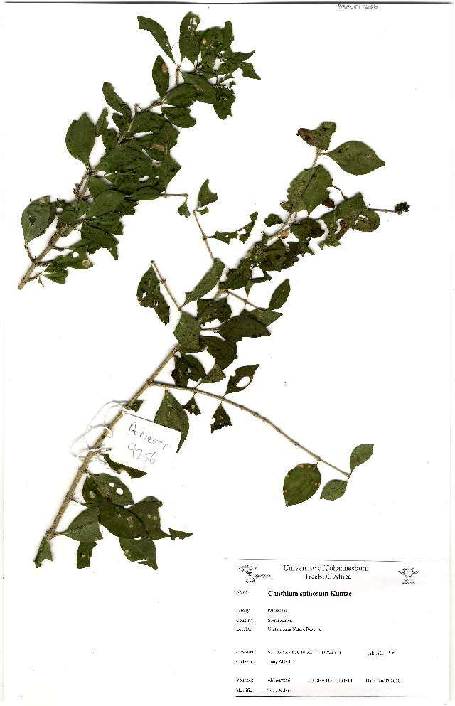 Image of Canthium spinosum (Klotzsch ex Eckl. & Zeyh.) Kuntze