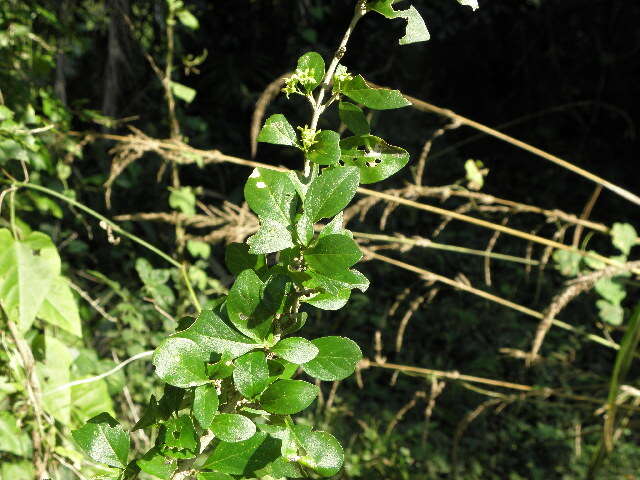 Image of Canthium spinosum (Klotzsch ex Eckl. & Zeyh.) Kuntze