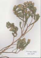 Image of aspalathus