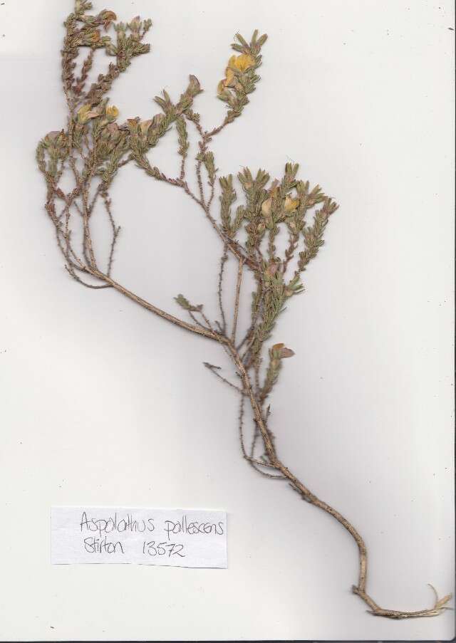 Image of aspalathus