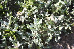 Image of Helichrysum litorale Bolus