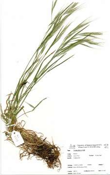 Image of ripgut brome