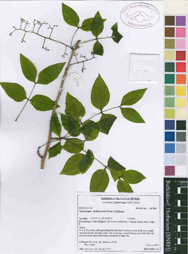 Image of Xylocarpus