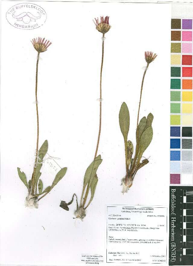 Image of Transvaal daisy