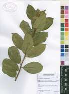 Image of Saint John's-wort family