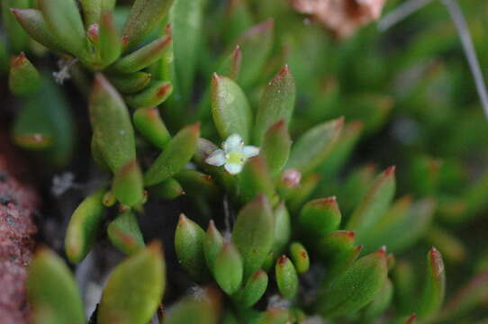 Centella resmi