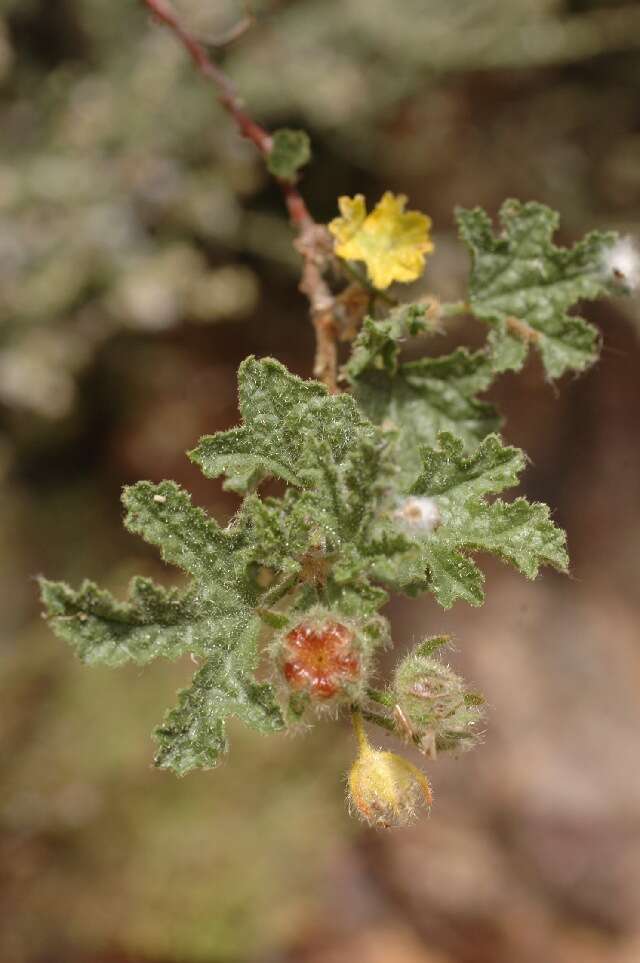 Image de Anisodontea