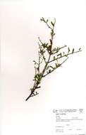 Diospyros lycioides Desf.的圖片