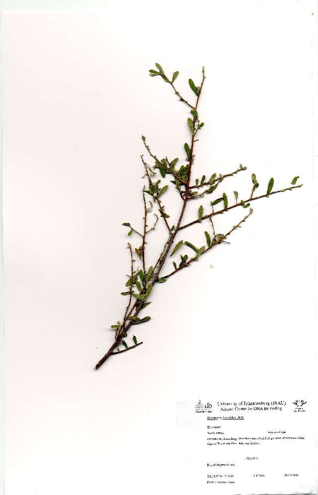 Diospyros lycioides Desf.的圖片