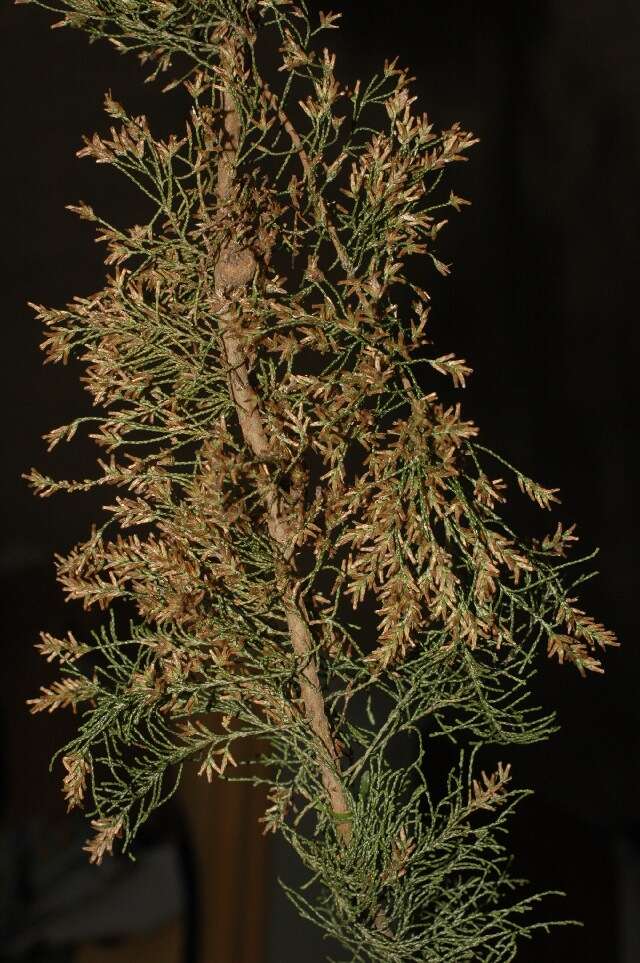 Слика од Elytropappus