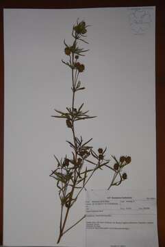 Image of lippia