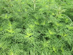 Image of ragweed