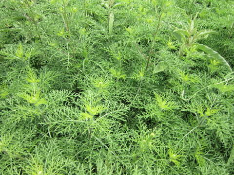 Image of ragweed