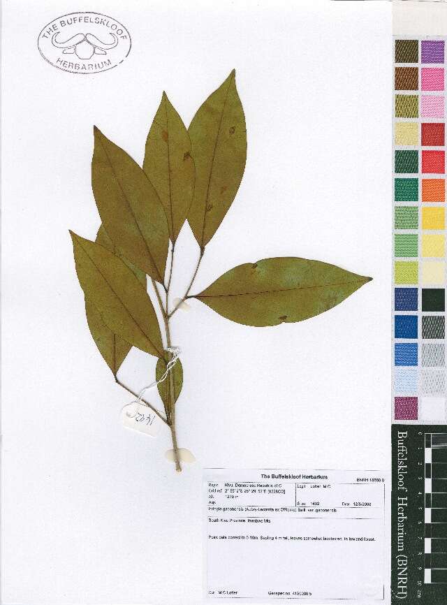 Image of Irvingiaceae