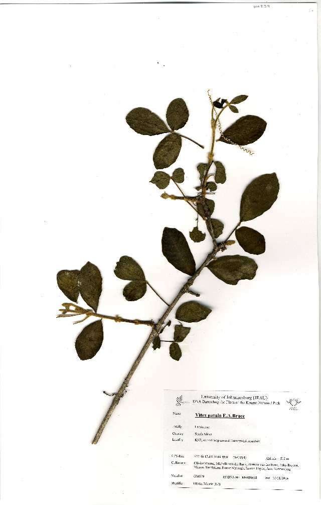 Sivun Vitex patula E. A. Bruce kuva