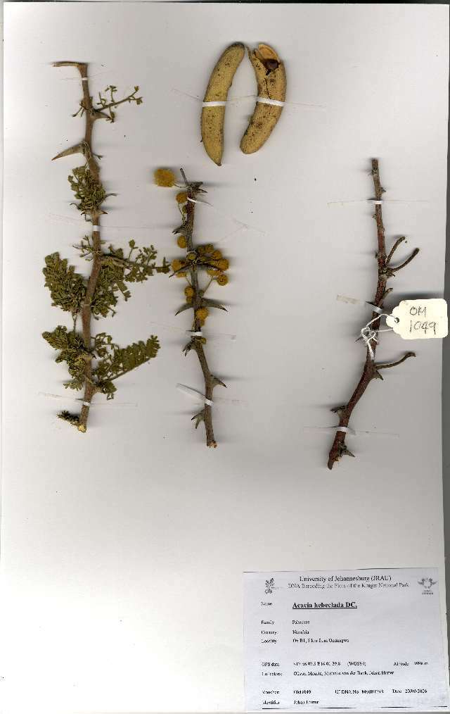 Plancia ëd Acacia heboclada subsp. tristis