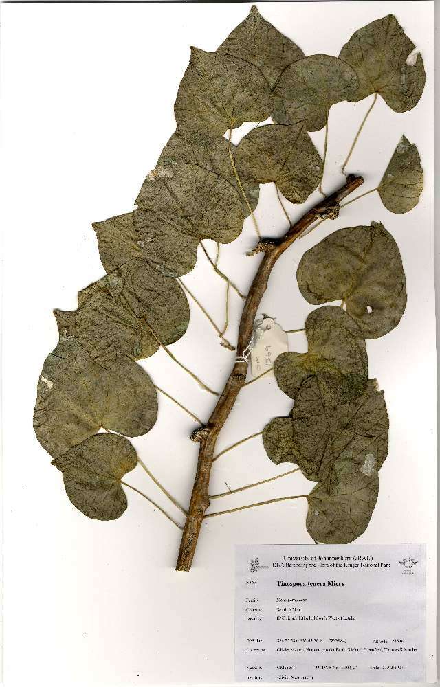 Image of Tinospora tenera Miers