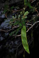 Albizia petersiana (Bolle) Oliv.的圖片