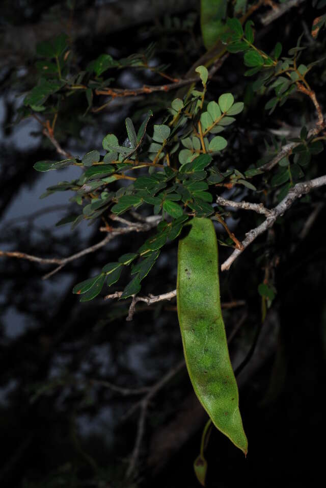 Albizia petersiana (Bolle) Oliv.的圖片