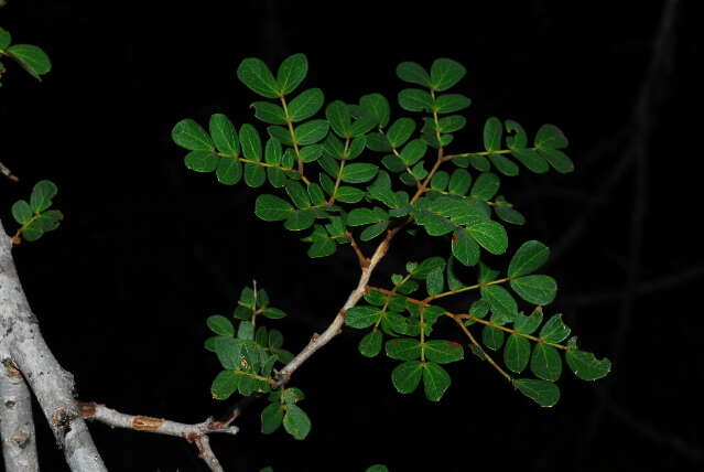 Image of Albizia petersiana (Bolle) Oliv.