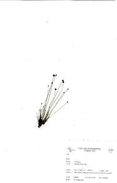 Image of grasses