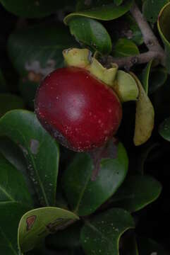 Image of Dune star-apple