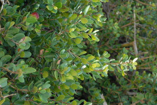 Sivun Diospyros rotundifolia Hiern kuva