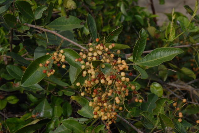 Image de Searsia pyroides var. integrifolia (Engl.) Moffett