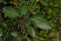 Image of Searsia pyroides var. integrifolia (Engl.) Moffett