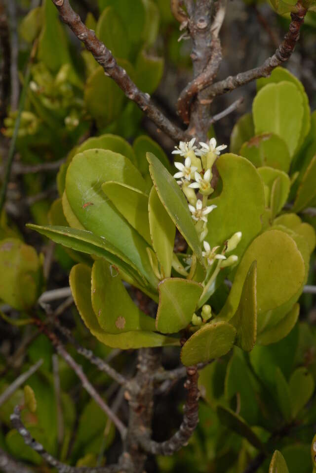 Image of Lumnitzera racemosa Willd.