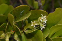 Image of Lumnitzera racemosa Willd.