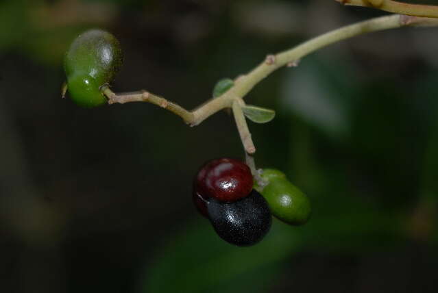 Apodytes dimidiata E. Mey. ex Arn. resmi