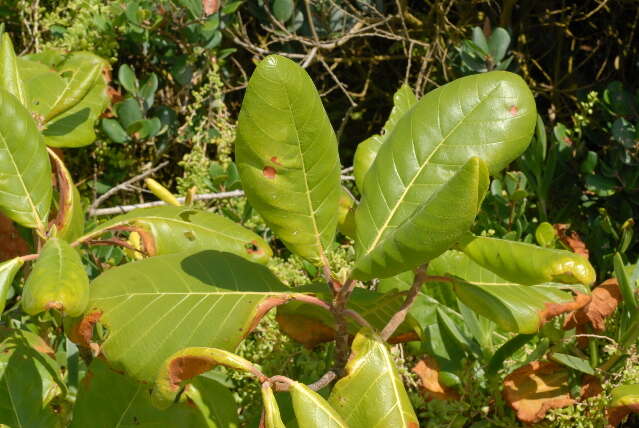 Imagem de Guettarda speciosa L.