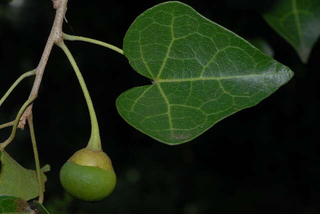 Imagem de Thespesia acutiloba (Bak. fil.) Exell & Mendonca