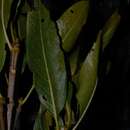 Image of Gland-leaf tree