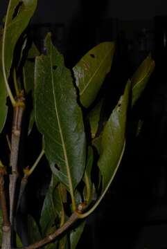 Image of Pavetta