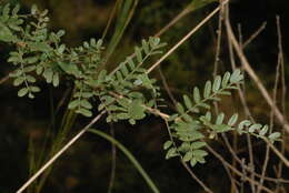 Sivun Ormocarpum trichocarpum (Taub.) Engl. kuva