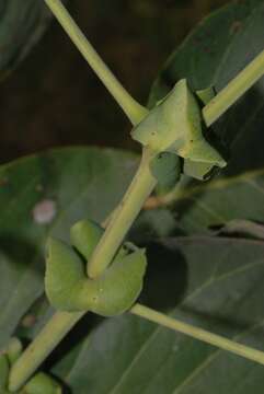 Imagem de Pterocarpus brenanii Barbosa & Torre