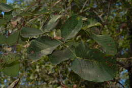 Imagem de Pterocarpus brenanii Barbosa & Torre