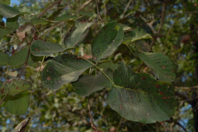 Imagem de Pterocarpus brenanii Barbosa & Torre