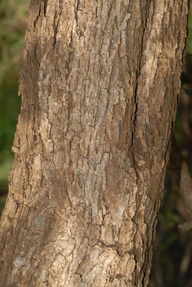 Imagem de Pterocarpus brenanii Barbosa & Torre