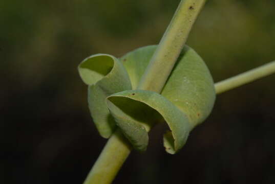 Imagem de Pterocarpus brenanii Barbosa & Torre