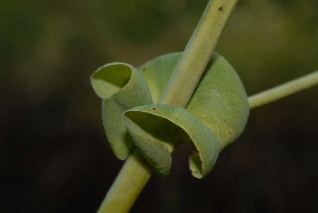 Imagem de Pterocarpus brenanii Barbosa & Torre