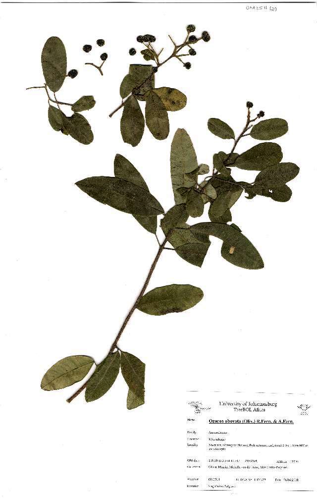 Image of Sandveld or Coastal raisin tree