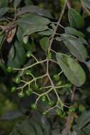 Image of Sandveld or Coastal raisin tree